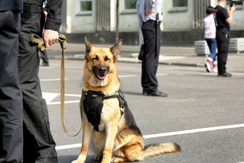 Security dog with handler on patrol